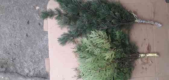 Веники для бани из можевельника,крымской ели,туи. Донецк