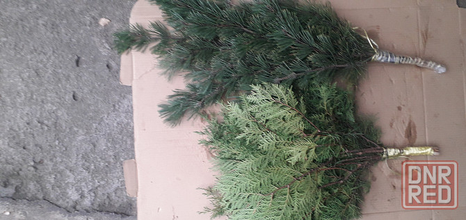 Веники для бани из можевельника,крымской ели,туи. Донецк - изображение 3