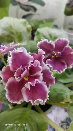 Фиалки цветущие, недорого. Донецк