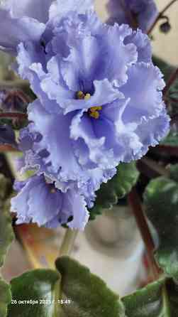 Фиалки цветущие, недорого. Донецк