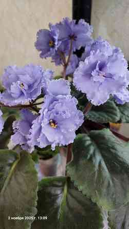 Фиалки цветущие, недорого. Донецк