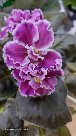 Фиалки цветущие, недорого. Донецк