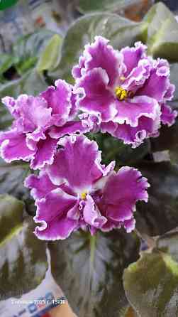 Фиалки цветущие, недорого. Донецк