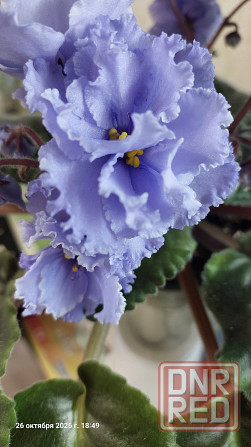 Фиалки цветущие, недорого. Донецк - изображение 1