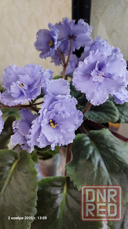 Фиалки цветущие, недорого. Донецк - изображение 2