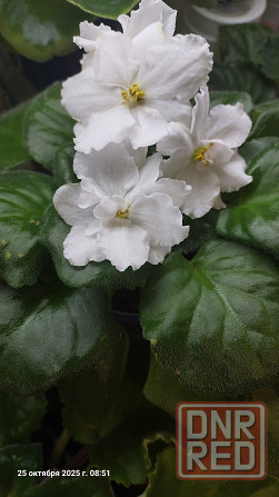 Фиалки цветущие, недорого. Донецк - изображение 7