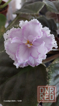 Фиалки цветущие, недорого. Донецк - изображение 5