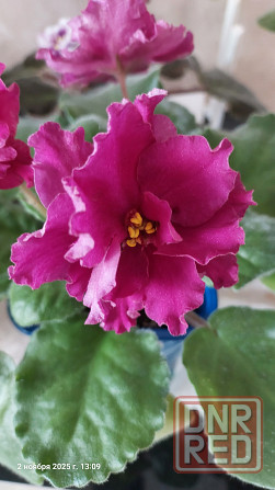 Фиалки цветущие, недорого. Донецк - изображение 8