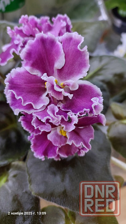 Фиалки цветущие, недорого. Донецк - изображение 3