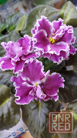 Фиалки цветущие, недорого. Донецк - изображение 4