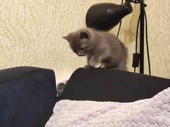 Отдадим двух очаровательных мальчика в добрые руки Макеевка