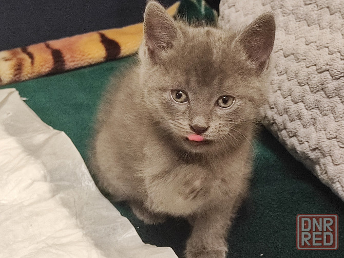 Отдадим двух очаровательных мальчика в добрые руки Макеевка - изображение 4