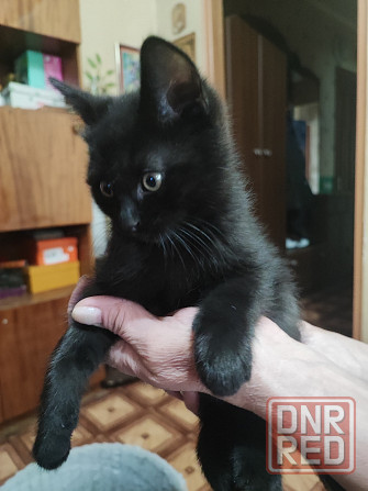 Отдадим двух очаровательных мальчика в добрые руки Макеевка - изображение 7