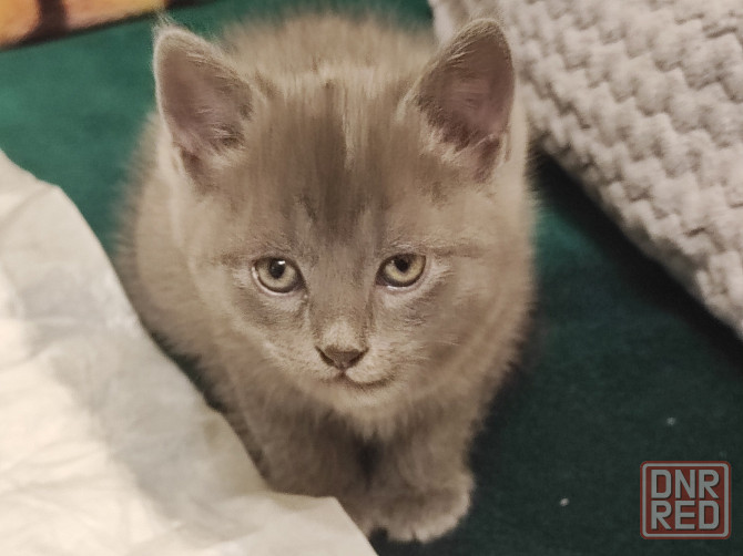 Отдадим двух очаровательных мальчика в добрые руки Макеевка - изображение 3