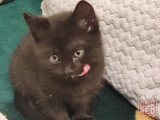 Отдадим двух очаровательных мальчика в добрые руки Макеевка - изображение 6