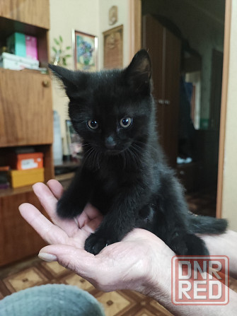 Отдадим двух очаровательных мальчика в добрые руки Макеевка - изображение 8