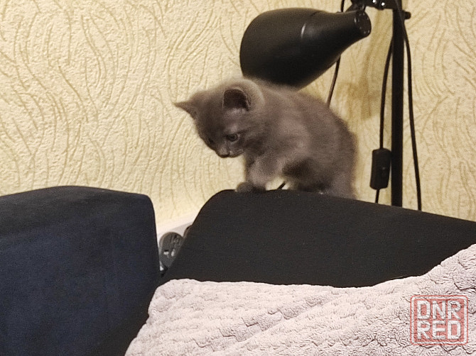 Отдадим двух очаровательных мальчика в добрые руки Макеевка - изображение 5