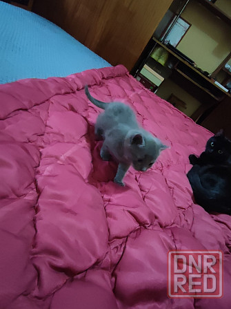 Отдадим двух очаровательных мальчика в добрые руки Макеевка - изображение 2