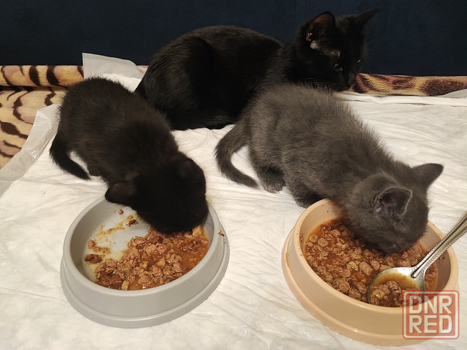 Отдадим двух очаровательных мальчика в добрые руки Макеевка - изображение 1