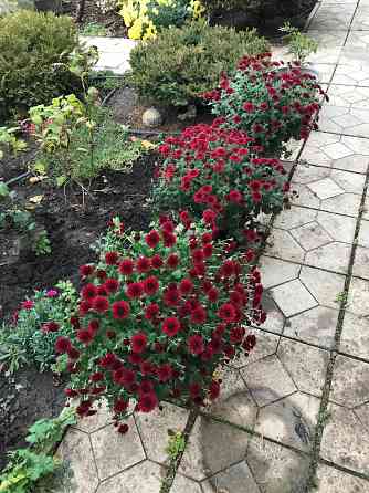 продам хризантему мультифлора шаровидная Донецк