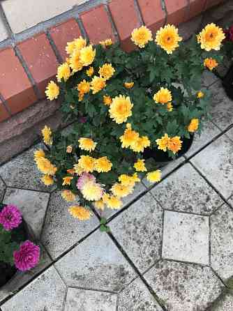 продам хризантему мультифлора шаровидная Донецк