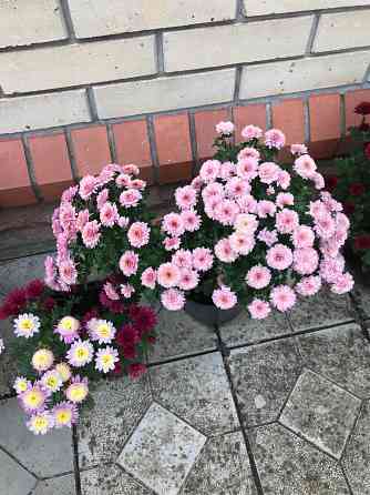 продам хризантему мультифлора шаровидная Донецк