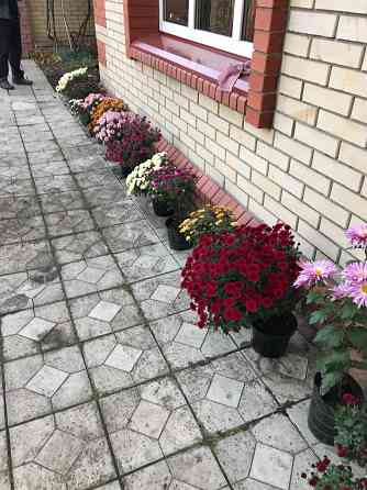 продам хризантему мультифлора шаровидная Донецк