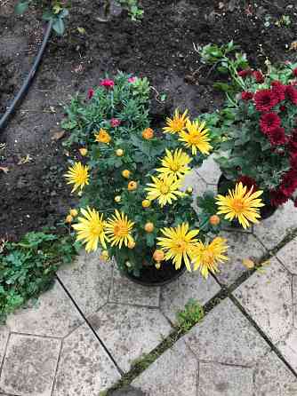 продам хризантему мультифлора шаровидная Донецк
