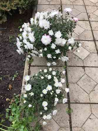 продам хризантему мультифлора шаровидная Донецк