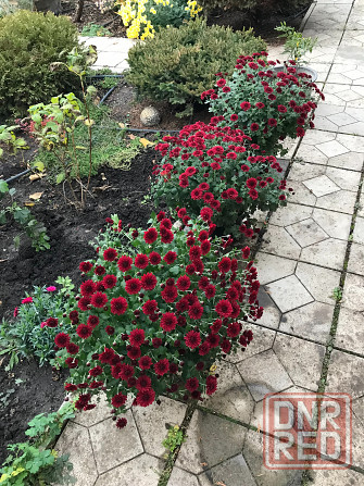 продам хризантему мультифлора шаровидная Донецк - изображение 2