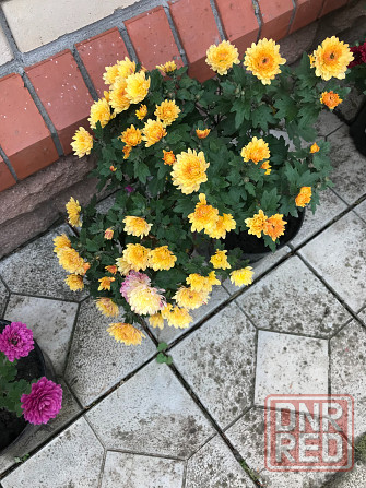 продам хризантему мультифлора шаровидная Донецк - изображение 4