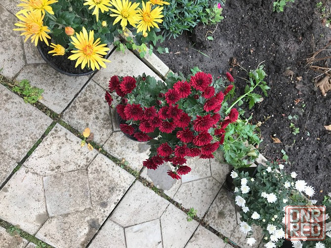 продам хризантему мультифлора шаровидная Донецк - изображение 8