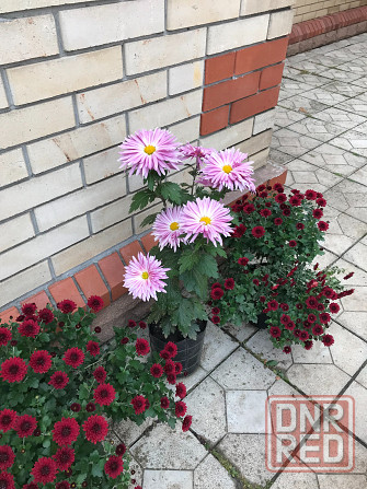 продам хризантему мультифлора шаровидная Донецк - изображение 7