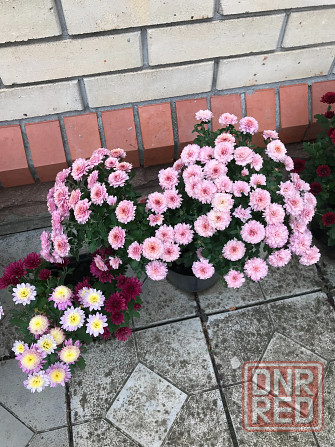 продам хризантему мультифлора шаровидная Донецк - изображение 6