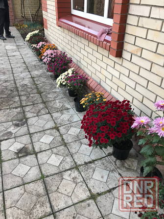 продам хризантему мультифлора шаровидная Донецк - изображение 1