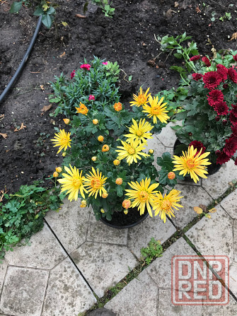 продам хризантему мультифлора шаровидная Донецк - изображение 3