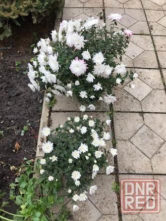 продам хризантему мультифлора шаровидная Донецк - изображение 5