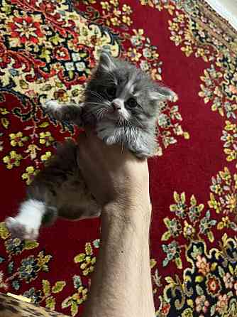 Отдам котят Донецк