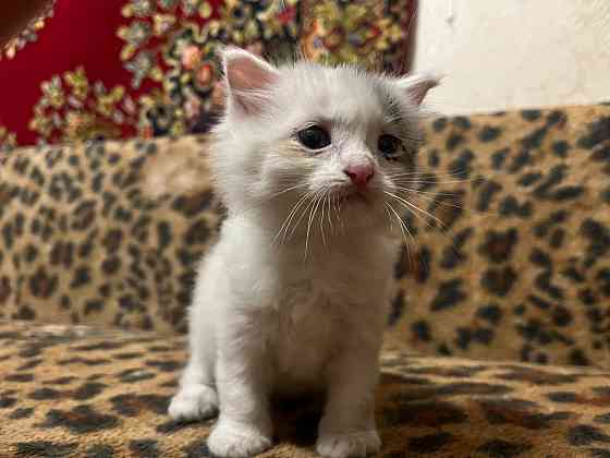 Отдам котят Донецк