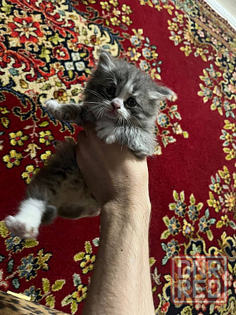 Отдам котят Донецк - изображение 1