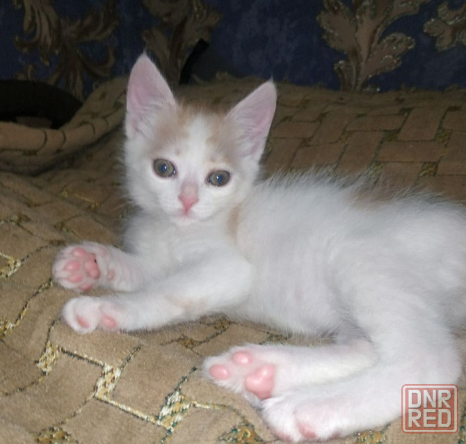 Котик бесплатно в добрые руки Макеевка - изображение 1