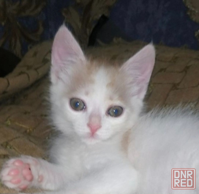 Котик бесплатно в добрые руки Макеевка - изображение 2