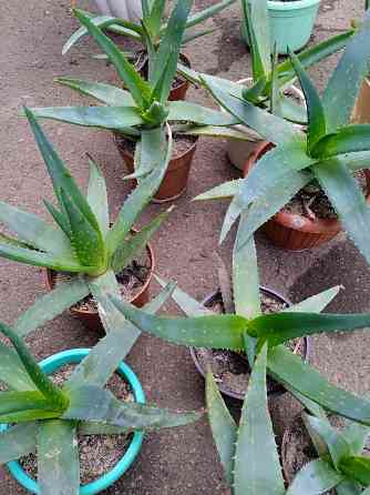 Алое комнатное Харцызск