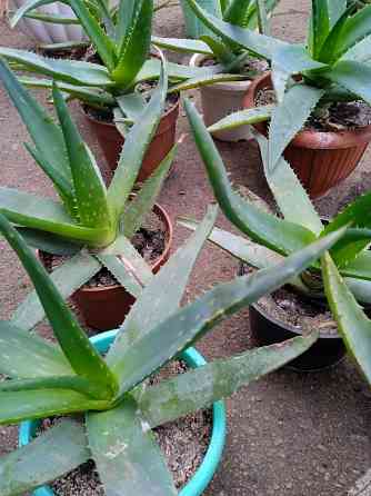 Алое комнатное Харцызск