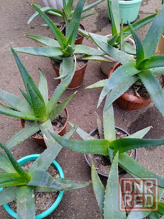 Алое комнатное Харцызск - изображение 1