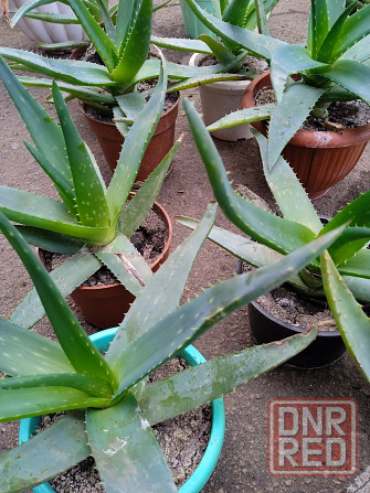 Алое комнатное Харцызск - изображение 2