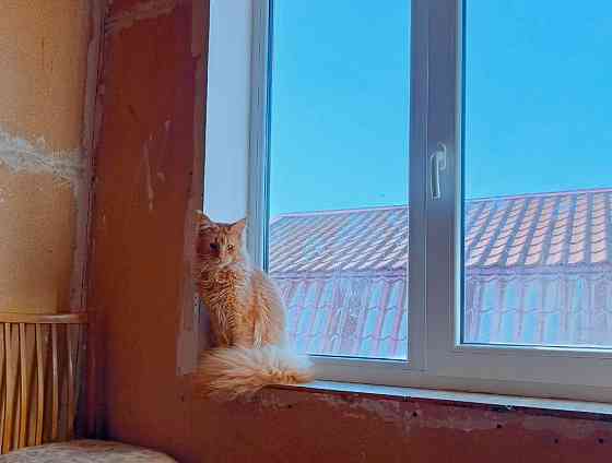 Мейн-Кун вязка Донецк