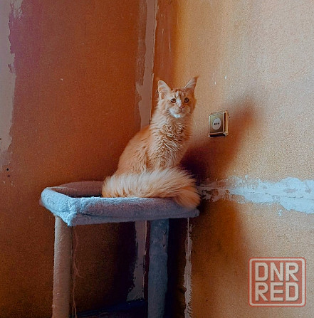 Мейн-Кун вязка Донецк - изображение 1