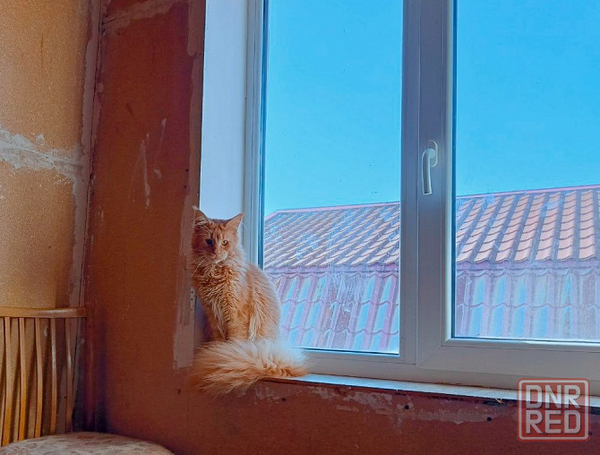 Мейн-Кун вязка Донецк - изображение 2