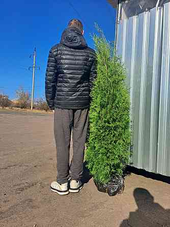 Продам Туя западная Колумна 3500р. 150см. Макеевка